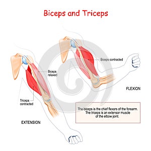 Anatomy of biceps and triceps