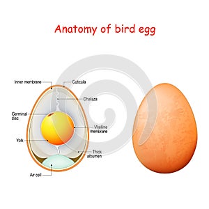 Anatomy of bird egg. Schematic of a chicken egg photo