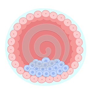 Anatomy of a blastocyst. A distinctive stage of a mammalian embryo.