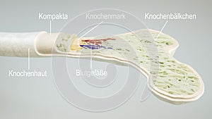 Anatomy of a bone- 3D Rendering