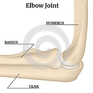 Anatomy of the bones of the arm and elbow joint