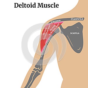 Anatomy of the bones of the arm and shoulder blade.