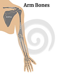 Anatomy of the bones of the arm and shoulder blade