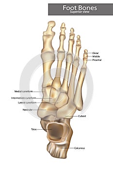 Anatomy Bones of the Feet. Superior view