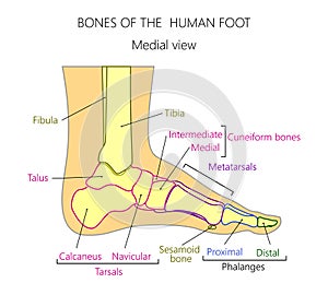 Anatomy_bones of the human foot medial view