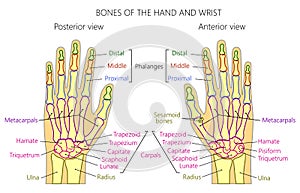 Anatomy_bones of the human hand