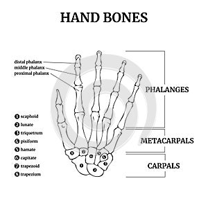 Anatomy of the bones of the human hand with a description