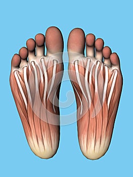 Anatomy bottom view of foot.