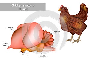 Anatomy brain of the chicken. Side view of the brain of the chicken. Poultry