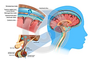 Anatomy of the Brain: Meninges, Hypothalamus and Anterior Pituitary. photo