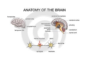 ANATOMY OF THE BRAIN