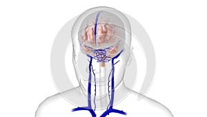 Anatomy of the Brain and vasculature