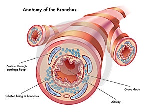 Anatomy of the bronchus
