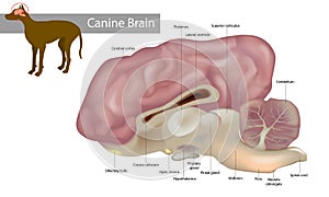 Anatomy of the canine brain. Dog Veterinary Illustration photo