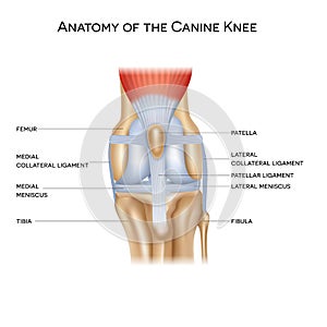 Anatomy of the canine knee