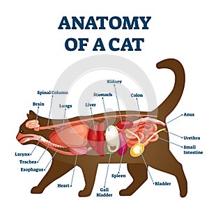 Anatomy of cat with inside structure and organs scheme vector illustration.