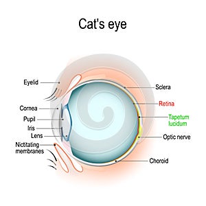 Z kočky nebo oko 