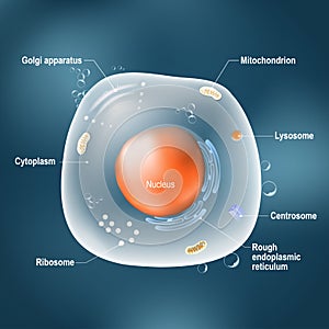 Anatomy of animal cell. photo