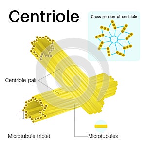 Anatomy of Centrioles, Centrioles are cylindrical organelles. photo