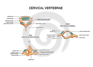 Anatomy of cervical vertebrae