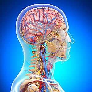 Anatomy of circulatory system of brain