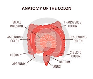 Anatomy of the colon with description parts. Intestine icon. Human internal organ. Health bowel. Medical vector