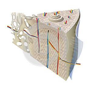 Anatomy Of Compact Bone photo