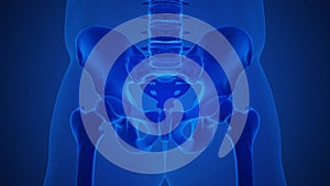 Anatomy concept of an arthritic sacroiliac joint