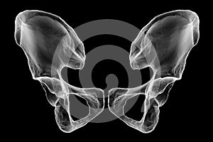 Anatomy of the coxal bones, showcasing their intricate details and features, 3D illustration