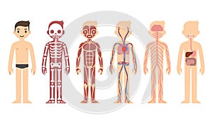 Anatomy diagram photo