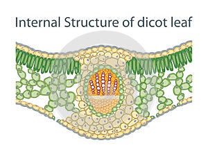 Anatomy of Dicot Leaf diagram