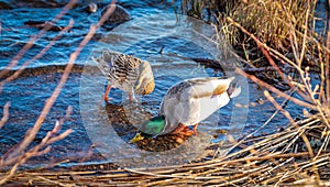 The anatomy difference between the male and female of the Dabblers ( mallards ) ducks , male and female Dabblers in lake