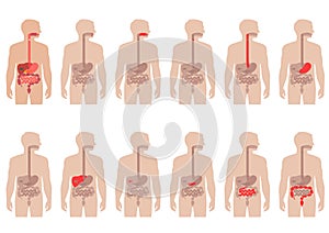 Anatomy digestive system photo