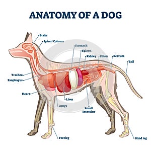 Anatomy of dog with inside organ structure examination vector illustration