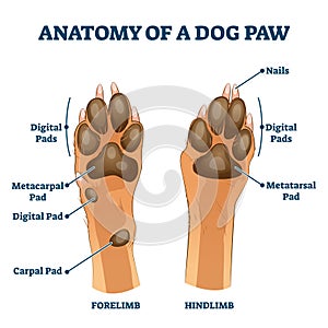 Anatomy of dog paw structure with forelimb and hindlimb vector illustration