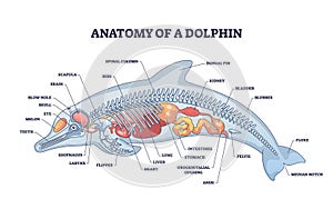 Anatomy of dolphin as animal inner physiological structure outline diagram