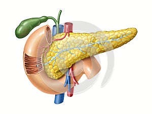 Pancreas anatomy photo