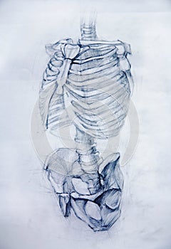 Anatomy.Drawing studio works