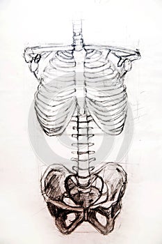 Anatomy.Drawing studio works