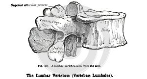 Anatomy drawing and text of the lumbar vertebra seen from the side, from the 19th century