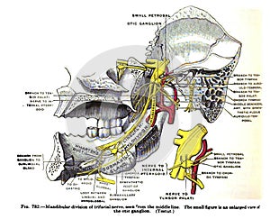 Anatomy drawing and text of the mandibular division of trifacial nerve, from the 19th century