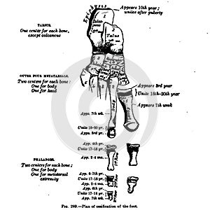 Anatomy drawing and text of the plan of ossification of the foot, from the 19th century