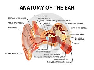 Anatomy Of Ear Composition