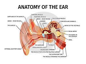 Anatomy Of Ear Composition