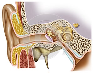 Anatomy of the ear