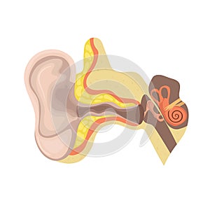Anatomy of the ear. The device is the human ear. Vector template isolated on white background