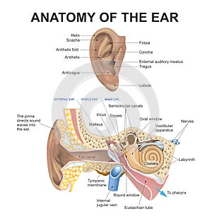 Anatomy of the Ear. Health care education infographic. Vector design.