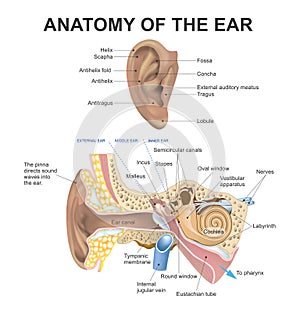 Anatomy of the Ear. Health care education infographic. Vector design. photo
