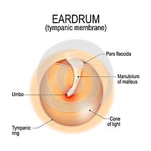 Anatomy of the eardrum