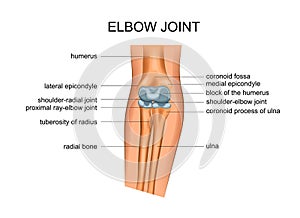 Anatomy of elbow joint